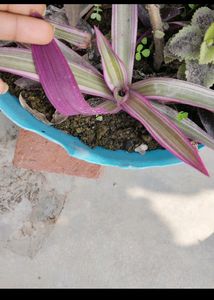 3Variety Plant
