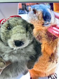 Cute Marmot Stuffed Animal