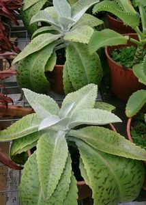 Donkey Ear Succulent Small Plant