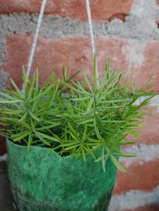 6 Plant combo