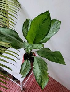 Set 2 Money &amp; Dieffenbachla Segulne Plants