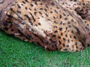 Leopard Print Faux Fur Jacket