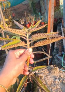 mother of thousands