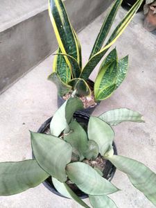Snake Plants (Sansevieria)