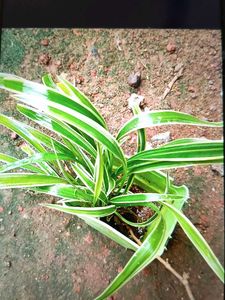 spider plant ☘️