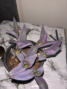Purple Heart Plant