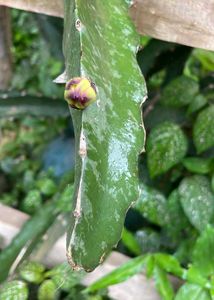 Dragon Fruit Cuttings/Sampling