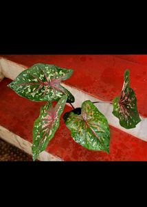 कॅलेडियम बिक्लोर प्लांट &amp; Arrowhead Plant 🌵&amp; Pot