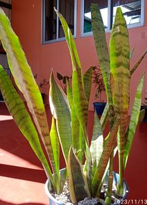 Snake Plant