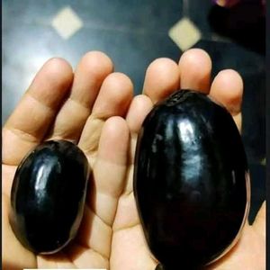 jamun plant