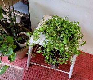 Pack 2 Zebronics &amp;Tradescantia fluminensis Pl