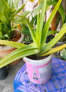 combo of 4 live plants