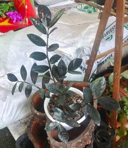 Black Money Plant Sweet Potato Vine