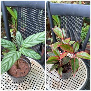 14 Live Root Plants