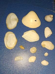 Antique Shells