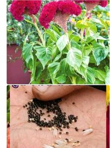 Any 8 Plant