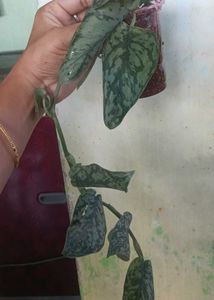 silver satin pothos