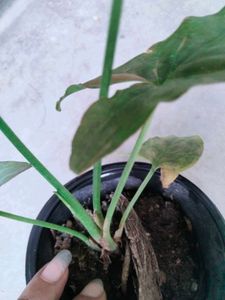 Rare Syngonium Plant Collection