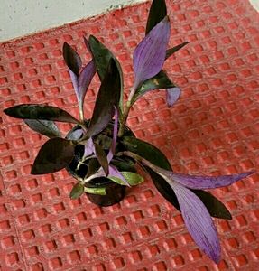 Pack 2 Tulsi &amp; Purple Heart ❤️ Plants