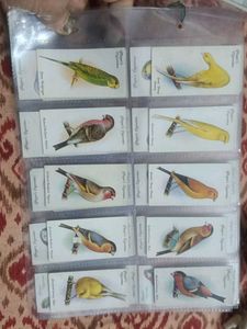 Vintage Bird Cards