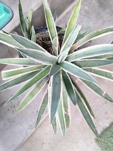 Striking Agave Plant