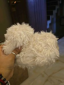Cute Fluffy Dog