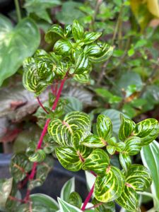 20 Live Root Plants