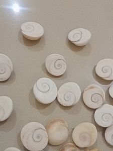 Gomti Chakra 1 Pcs In 80 Coin