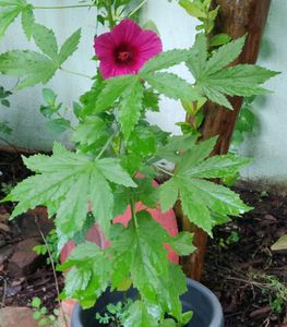 Gonghura seeds (Set of 8 Seed)