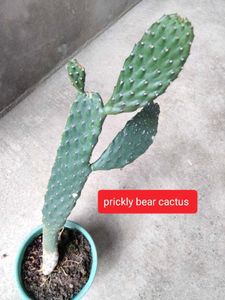 Assorted Cactus &amp; Succulent Plants