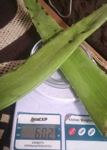Fresh Aloe Vera Leaf - Natural Gel