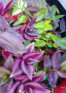 7 Live Plants With Roots