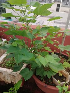 Cottonseeds With Container