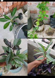 Any 8 Plant