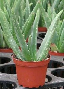 Healthy Aloe Vera Plant