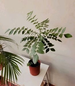 Curry Leaves Plant 🌵&amp; Pot
