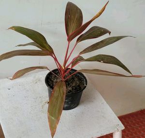 Dracaena Red Ruby Plant 🌵&amp; Pot