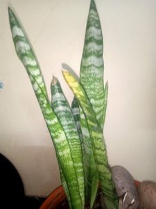 Real Snake Plant