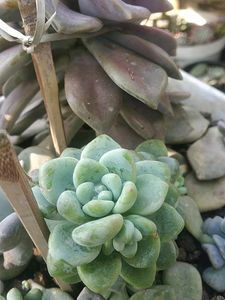 5 Big Succulent Combo