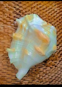 Exotic Seashell Decor