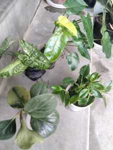 Air purifying snygo,philo and peperomias combo