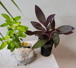 Pack 2 Beautiful heart Purple 💜 &amp; Tulsi Plants
