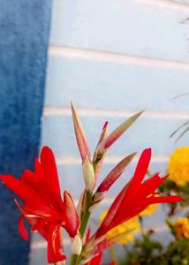 Vibrant Red Canna Lily Plant