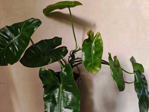 Philodendron Burle Marx [M]