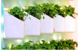 Wall Planters (Set of 5)
