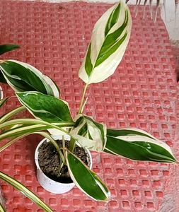 Pack 2 Nevernever &amp; Pandanus veitchii Plant 🪴&amp;Pot