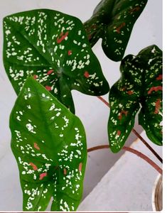 4 Set Plants🪴