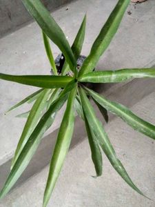 Assorted Potted Plants Bundle