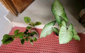 Pack 2 Arrowhead &amp; Plectranthus Nitidus Plans