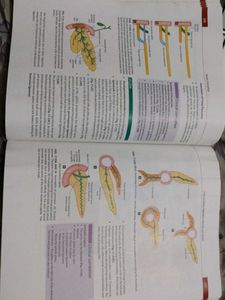 Inderbir Singh's Human Embryology